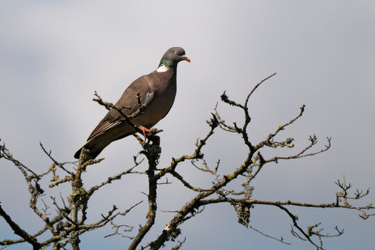 Pigeon ramier,