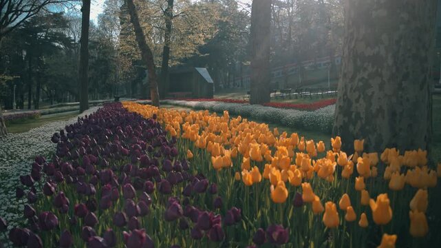 Rows Of Deep Purple And Bright Yellow Tulips At Flower Garden In Istanbul, Turkey, Early Morning In Spring. close-up, long shot