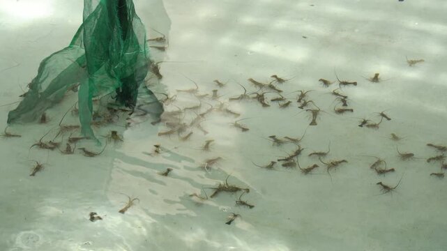 Spiny Lobster Juveniles in Aquaculture Hatchery for Sustainable Seafood Farming and Marine Aquaculture Production