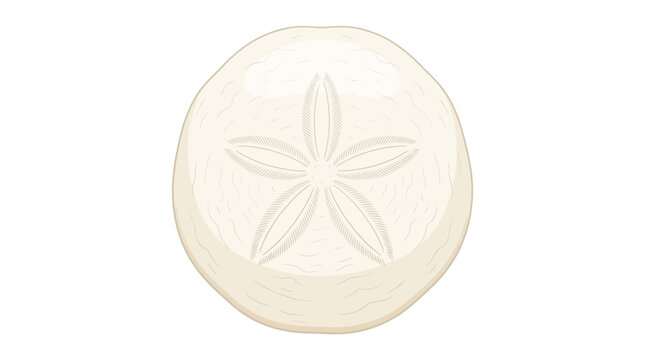 Ideal for marine biology articles, educational materials, or beachthemed design projects. White sand dollar and skeletal sea urchin fossil.