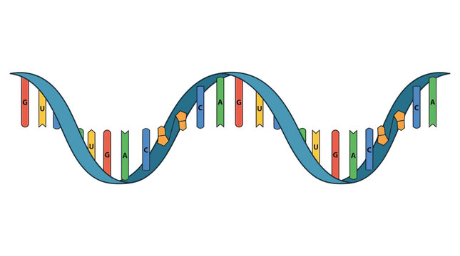 Double helix messenger rna sequence nitrogenous base molecule genetic information structure. Suitable for science textbooks, medical presentations, genetic research.