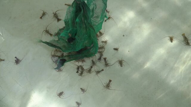 Spiny Lobster Juveniles in Aquaculture Hatchery for Sustainable Seafood Farming and Marine Aquaculture Production