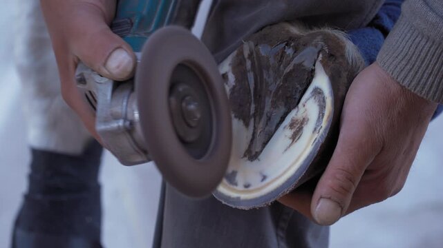 Farrier cleaning and brushing horse hoof with rotary grinder tool before installing new horseshoe, closeup detail