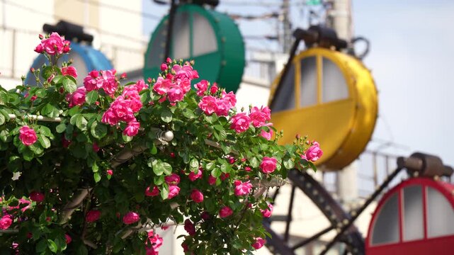 あらかわ遊園近くに咲く色鮮やかなバラの花