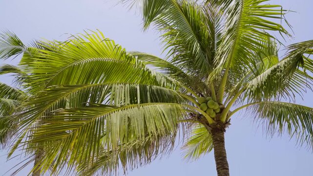 Green coconut palm tree with cluster of young coconuts viewed from below against light blue sky