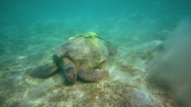 Snorkeling at Marsa Mubarak, Green sea turtle with remora or sharksucker fish on shell grazing seagrass growing over sandy sea floor in shallow water near shore