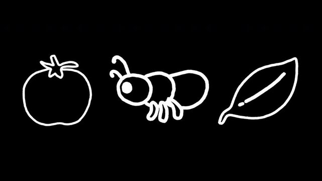 Transparent background. White hand-drawn line art icons of kawaii ant, tomato and leaf. Chalk sketch 2D animations with vibrating lines and wiggly doodle effect. Seamless loop, graphic overlay.