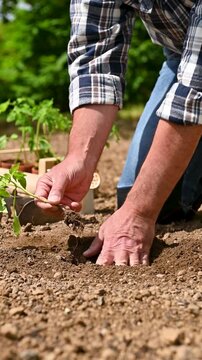Close up of farmer's hands planting tomato seedling in soil in organic field. Garden work in spring. Traditional agriculture. Footage.