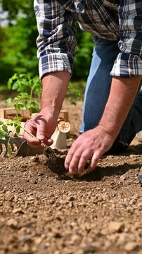 Close up of farmer's hands planting tomato seedling in soil in organic field. Garden work in spring. Traditional agriculture. Footage.