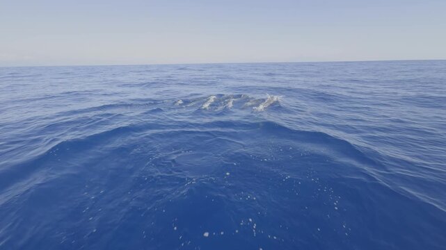 Pod of spinner dolphins - Stenella longirostris - swimming ahead of a moving boat across calm tropical waters in slow motion.