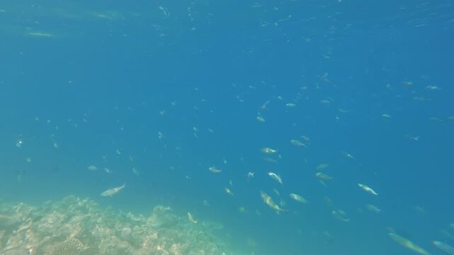 Snorkeling near Dhiffushi on Maldives, group of fusilier fish swimming in clear water