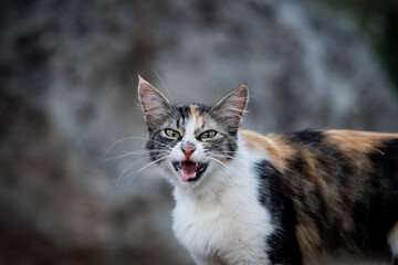 Obraz premium Close-up portrait of a hissing calico cat with an open mouth against a soft blurred background
