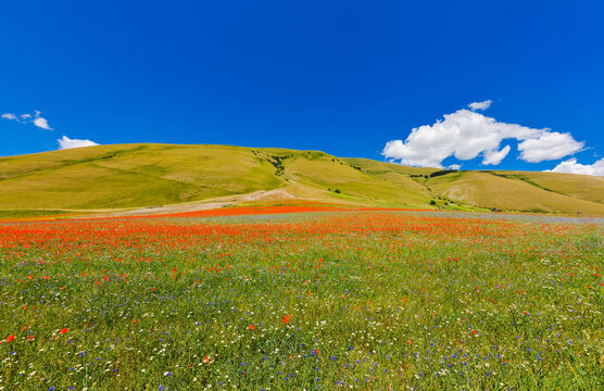 Castelluccio di Norcia blooming wildflowers, Piano Grande plateau and Sibillini Mountains, Umbria Italy
