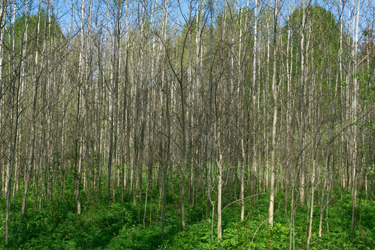 Forest of poplar trees in early spring. Spring forest landscape.