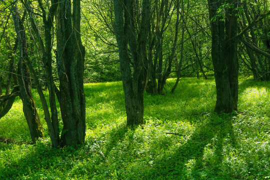 beautiful green forest landscape in sunny summer day with trees and grass