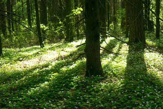 Beautiful spring forest landscape with white flowers and green leaves.