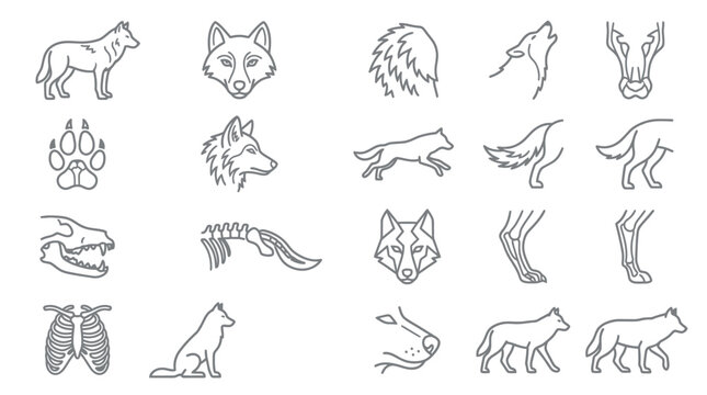 Minimalist wolf head and skeletal line icons