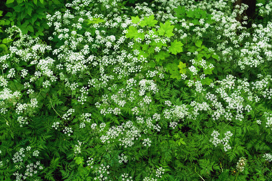 White flowers of goutweed on a background of green grass.
