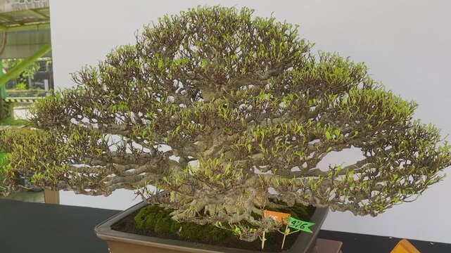 Ancient bonsai tree with gnarled trunk and dense green foliage. Mature tree displayed in shallow rectangular pot with moss. Exhibit showcases careful cultivation and artistic shaping.
