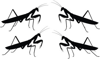 Set of praying mantis insect silhouettes with silhouette wildlife entomology predator illustration collection creature mantodea isolated biological scientific diversity creative specimen © MstAsmaAkter