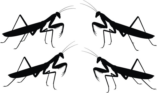 Set of praying mantis insect silhouettes with silhouette wildlife entomology predator illustration collection creature mantodea isolated biological scientific diversity creative specimen
