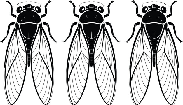 Three detailed cicada insects with patterned wings in black and white illustration style isolated on a white background design element wildlife drawing pest control animal kingdom wing patterns