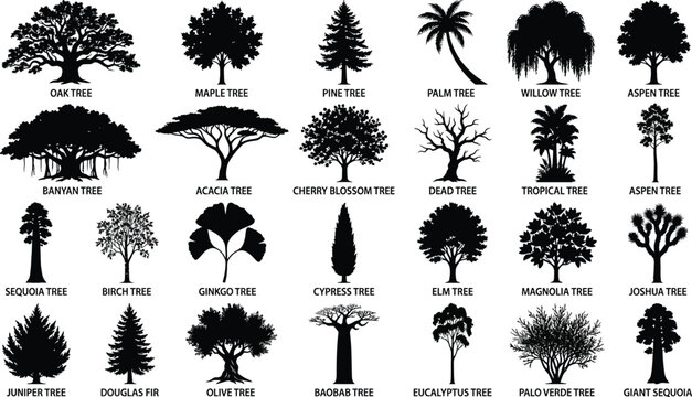 Black and white of 24 different types of trees with labels maple pine
