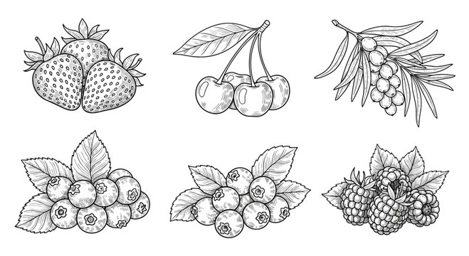 Hand drawn collection of various forest berries including strawberries cherries and raspberries in vintage engraving style sketch.