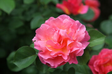 Fototapeta premium 深紅薔薇