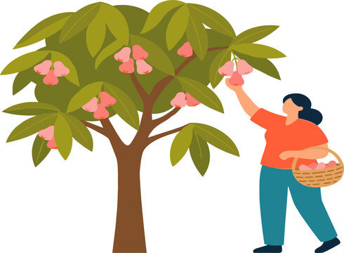 Water Apple Tree Harvesting Illustration with Female Character Reaching to Pick Fresh Rose Apples into Wicker Basket for Organic Agriculture Design
