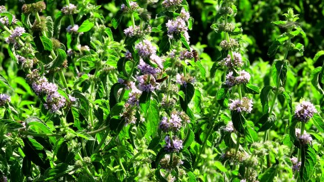 仁頃はっか公園　ハッカの花とハチ