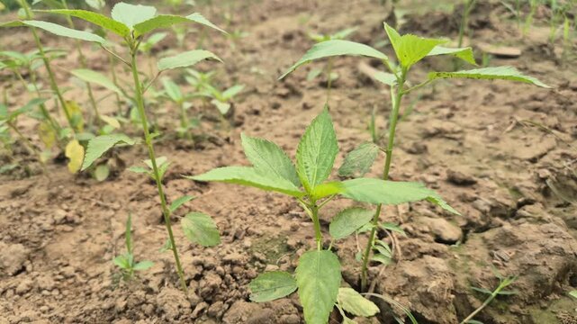 Young Small Jute Plants Standing On Soil In Agricultural Field