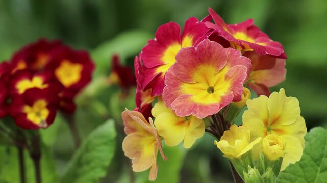 Close-up of garden primrose plant with soft focus backdrop in 4K