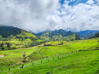Green hills and lush pastures filling the cocora valley with towering quindio wax palms under cloudy conditions © Nuria Gonzalez Sanch