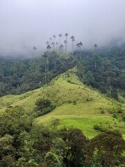 Cocora valley showcasing tall wax palms rising from lush green hills, shrouded in atmospheric mist and cloud forest © Nuria Gonzalez Sanch