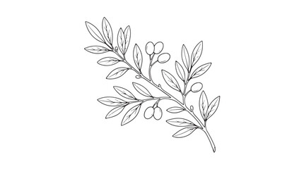 Hand drawn olive branch vector illustration, botanical line art with leaves and olives, minimalist floral sketch for organic branding © Toqeer