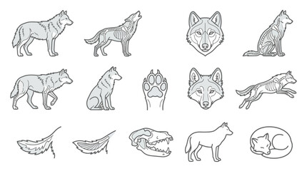 Wolf anatomy and behavioral line art sketch set © katokcargo