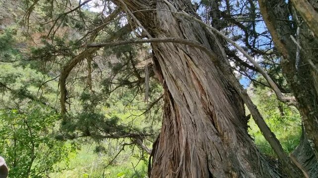 Trunk of a coniferous mountain tree in the mountains of Kazakhstan