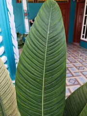 bA high-angle, close-up shot of a large, vibrant green leaf from a Philodendron Lynette plant. The leaf features a prominent central midrib with deep, parallel veins extending toward the smooth, lance © Sopyan