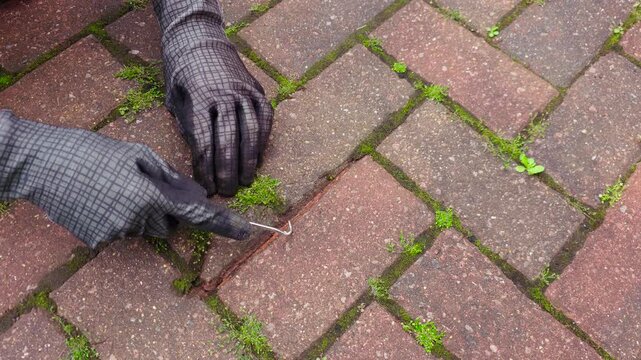 Gloved hands removing moss from brick paver joints using hand scraper. Cleaning patio paving gaps preventing weed growth and improving landscape maintenance. Closeup restoring interlocking stone