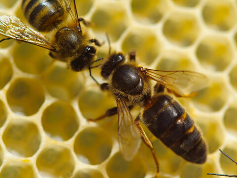 The queen interacts with a worker bee. 
The queen bee is the mistress of the bee colony.

