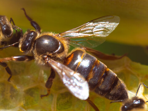 The queen interacts with a worker bee. 
The queen bee is the mistress of the bee colony.

