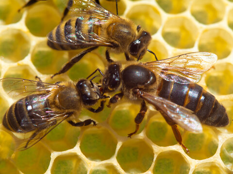 The queen interacts with a worker bee. 
The queen bee is the mistress of the bee colony.

