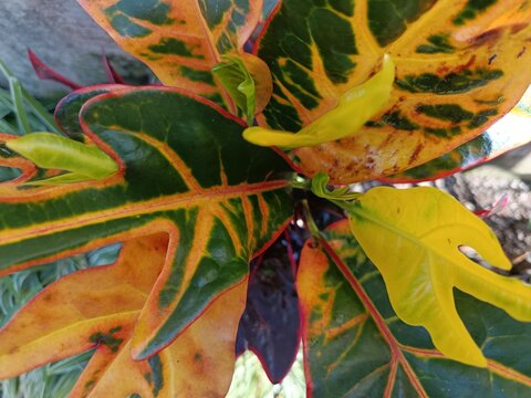 rA vibrant close-up of a Croton plant (Codiaeum variegatum), commonly known as "Puring" in Indonesia, specifically the "Jet" or "Zet" variety. The image highlights the plant's striking, leathery folia