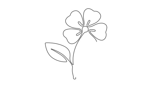 flower isolated on white background