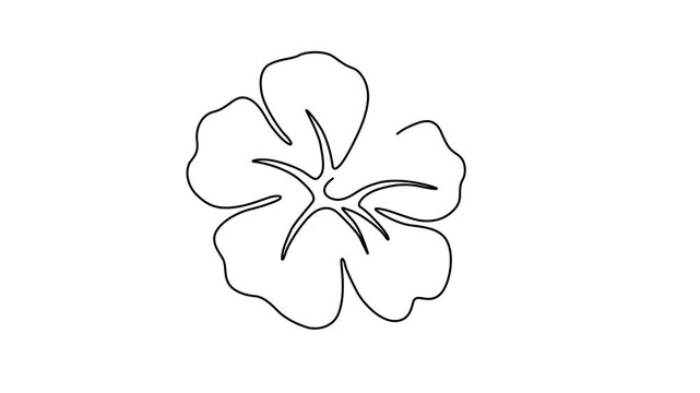 flower isolated on white background