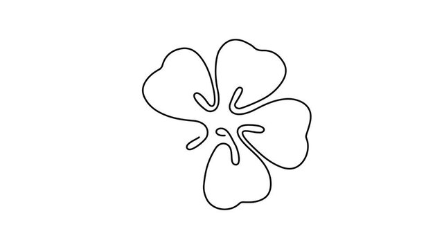 flower isolated on white background
