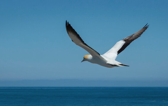 Gannet flying near the coast of Muriwai New Zealand. East coast Tasman sea