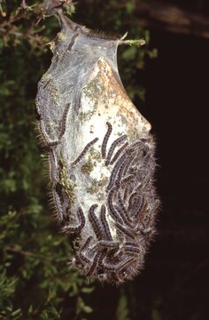 A dense web nest is attached to a branch, housing numerous caterpillars
