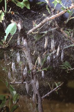 A dense web structure envelops tree branches with multiple elongated cocoons.